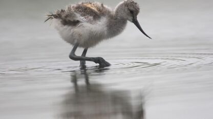 Landal Villapark Vogelmient