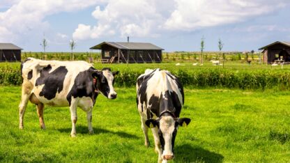 Boerderij Ameland