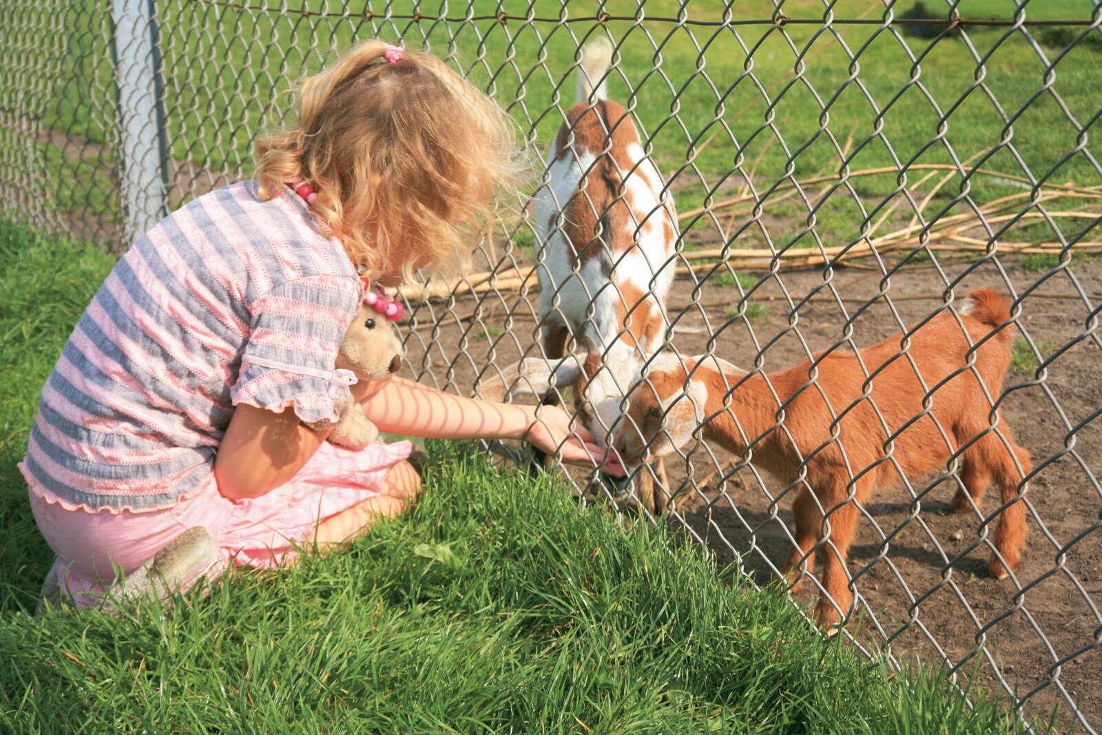 Beste vakantieparken in Nederland met kinderboerderij