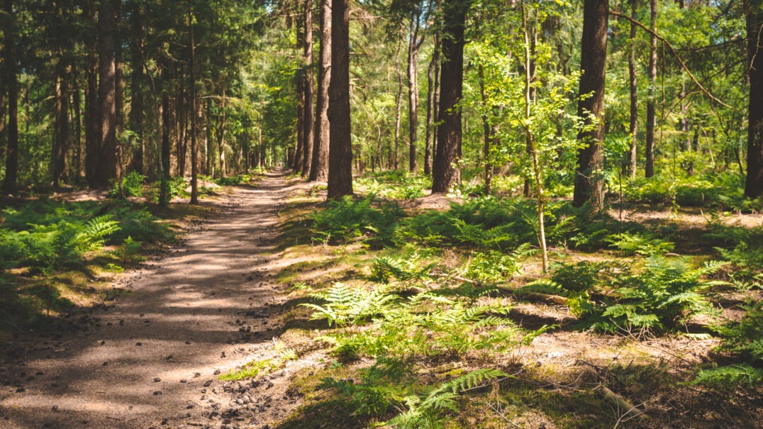EuroParcs De Utrechtse Heuvelrug