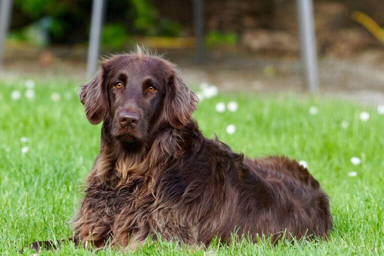 Honden welkom