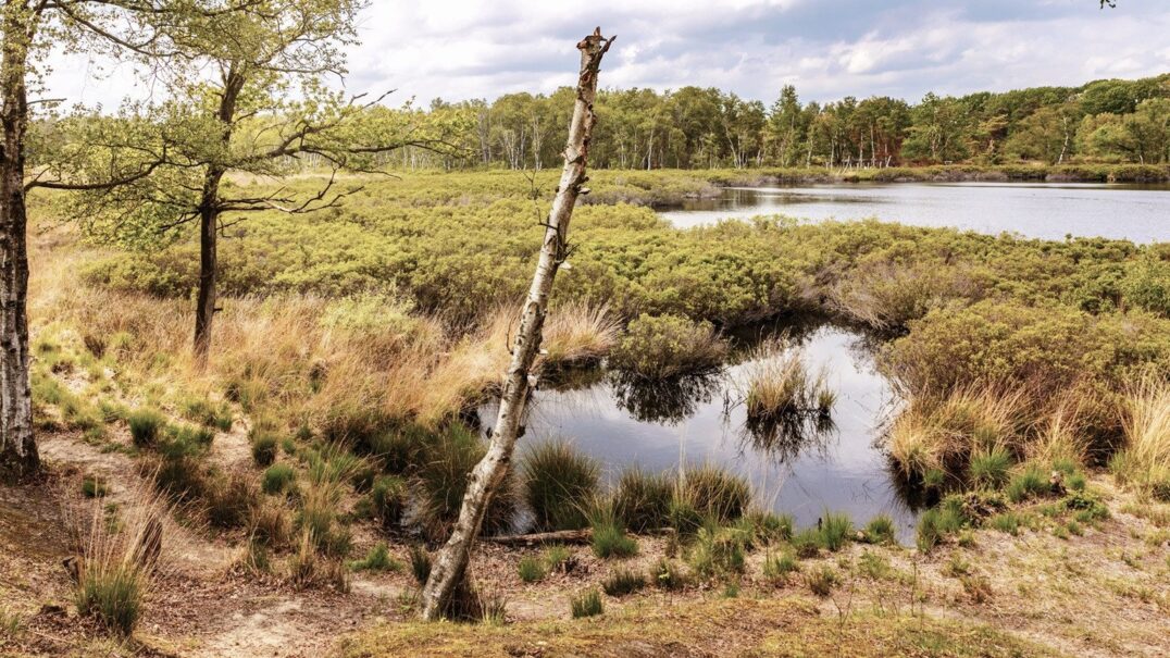 De Zeegser Duinen