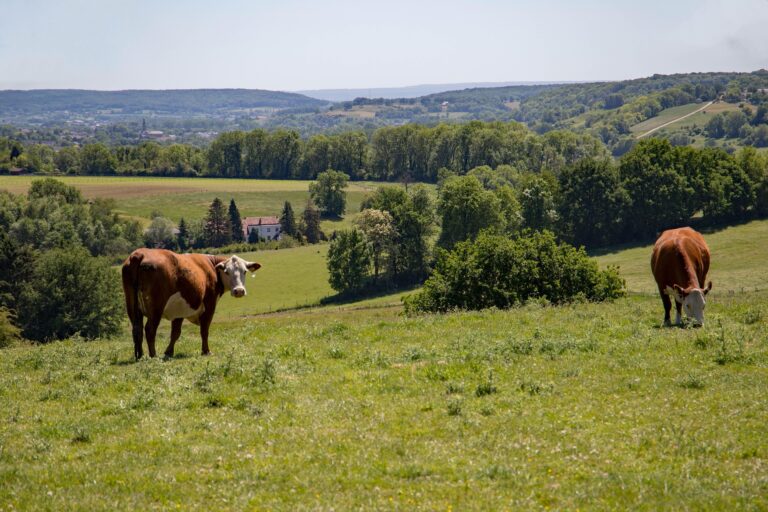 Limburg