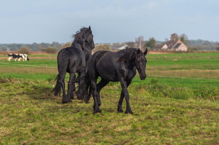 Friesland