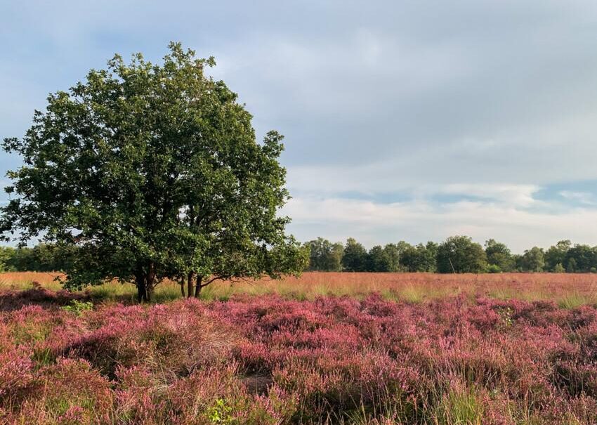 Bospark Garderen