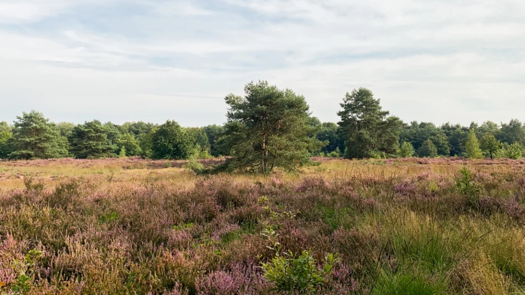 Bospark Garderen
