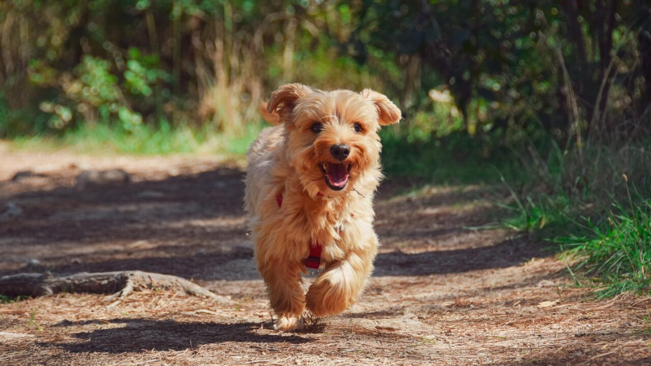 Vakantiepark Zeeland met hond: 7 goede keuzes