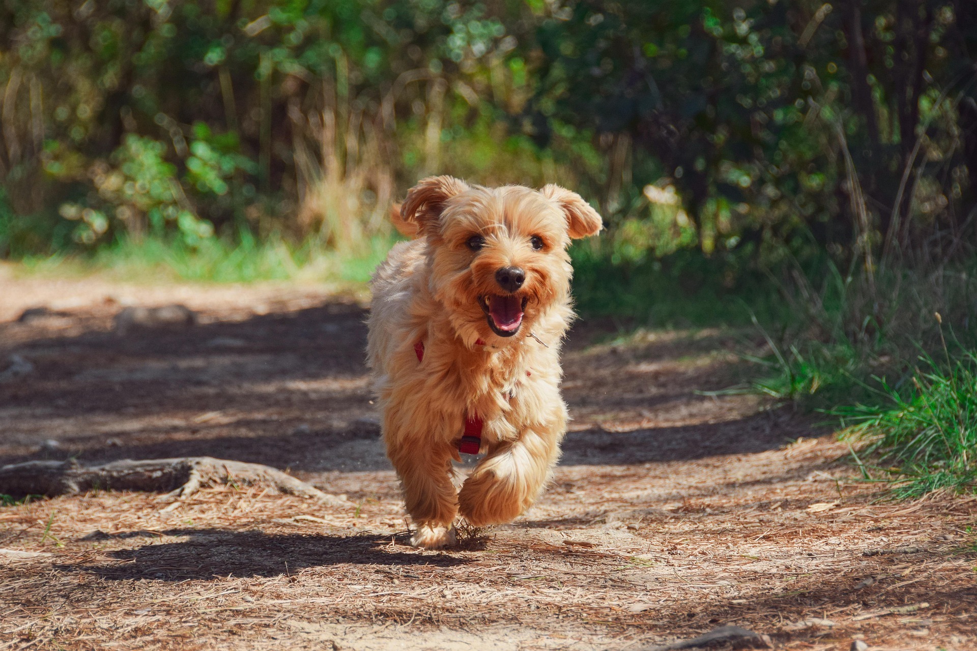 Vakantiepark Zeeland met hond: 7 goede keuzes