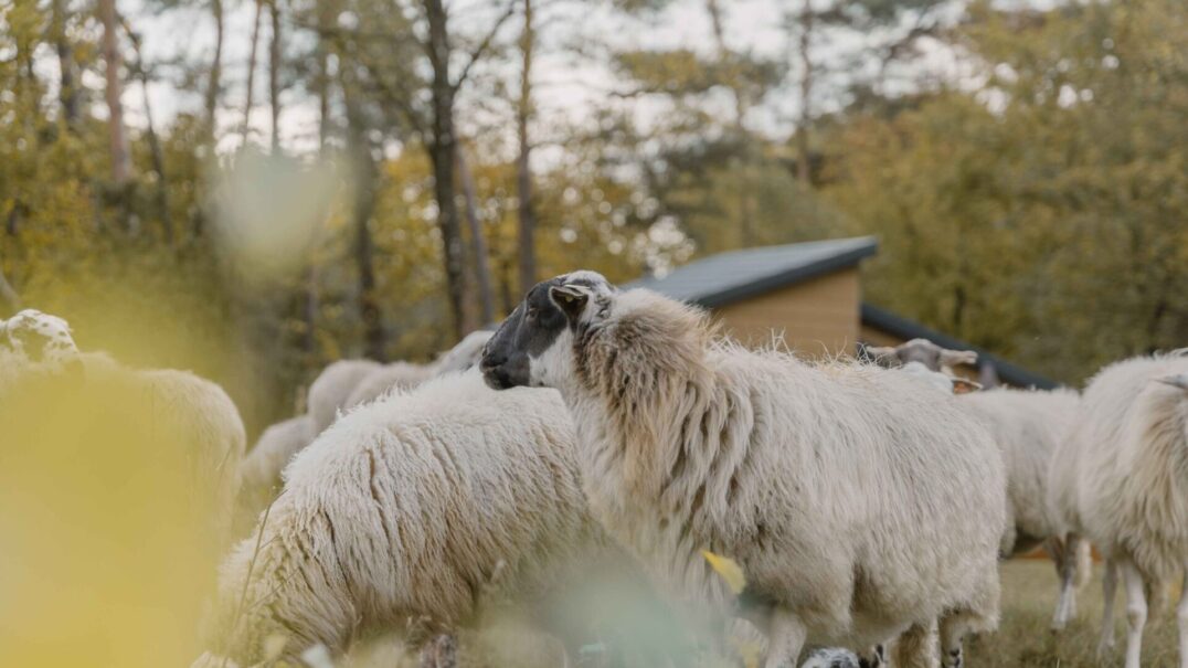 De Lemeler Esch Natuurcamping